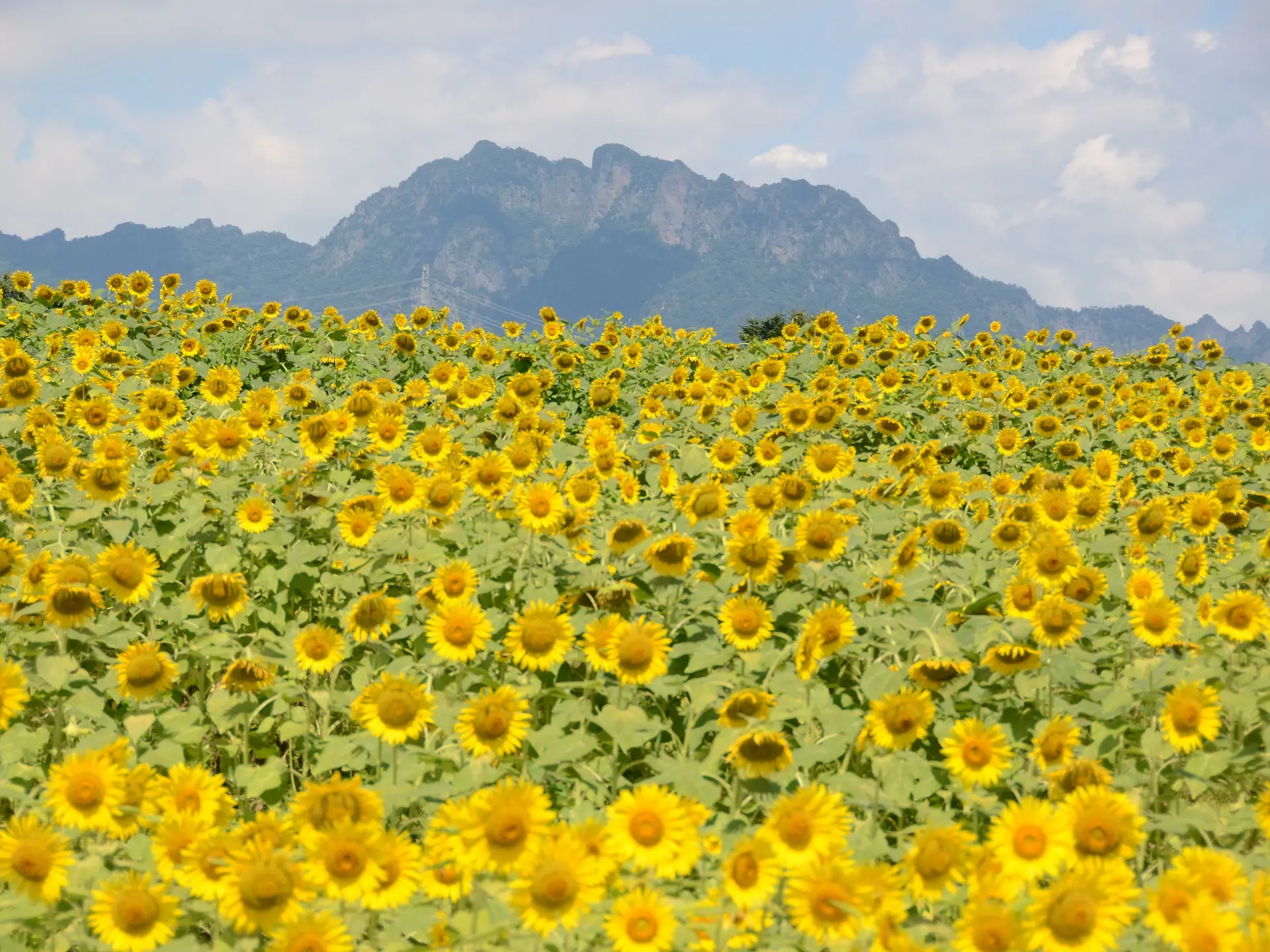 群馬県内の花の名所《春～夏》その2（沼田市、富岡市、中之条町、嬬恋